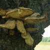 Tour 13: Darß - 2